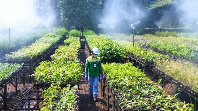 Fasilitas Nursery PT Vale Indonesia. Foto: Angga Sukmawijaya/kumparan