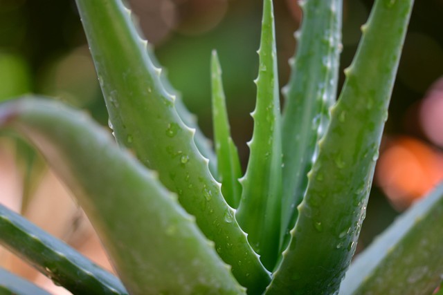 Toner Alami Aloe Vera. Foto: Unsplash