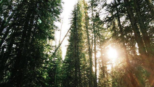 Ilustrasi hutan Halmahera. Foto: Istimewa