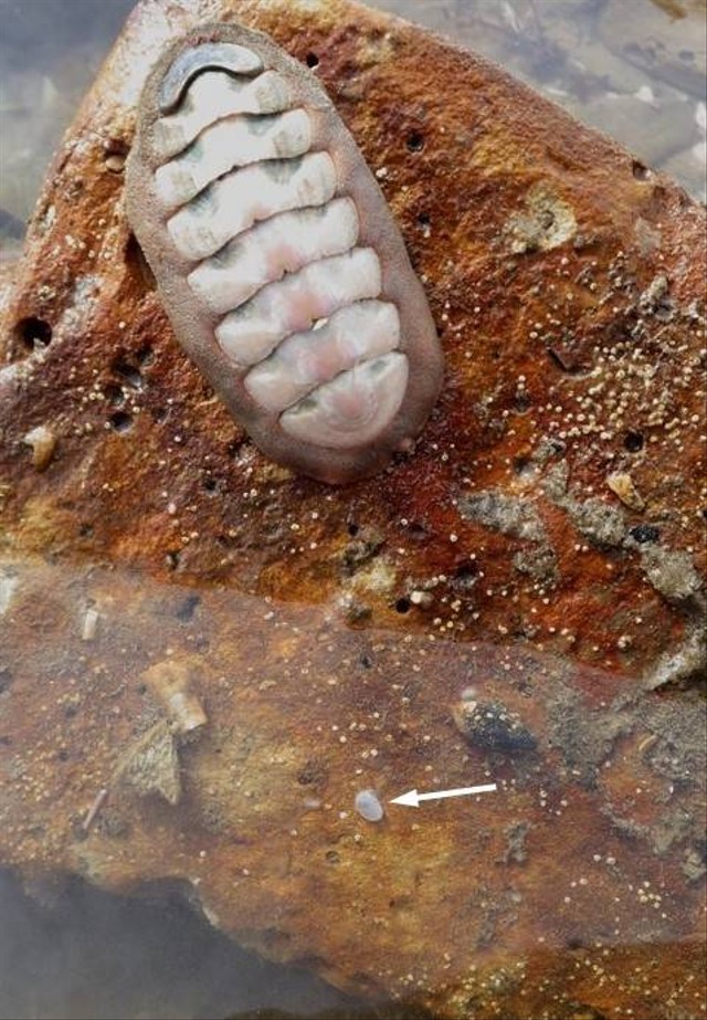 Cymatioa cooki, spesies kerang yang ditemukan hidup setelah dikira punah 40.000 tahun yang lalu karena jejak fosil. Foto: Jeff Goddard