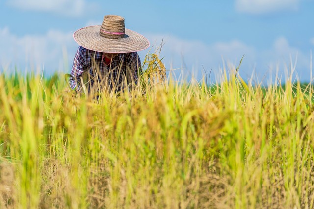 Ilustrasi Peran Pekaseh. Foto: dok. Sorapong Chaipanya (Pexels.com)