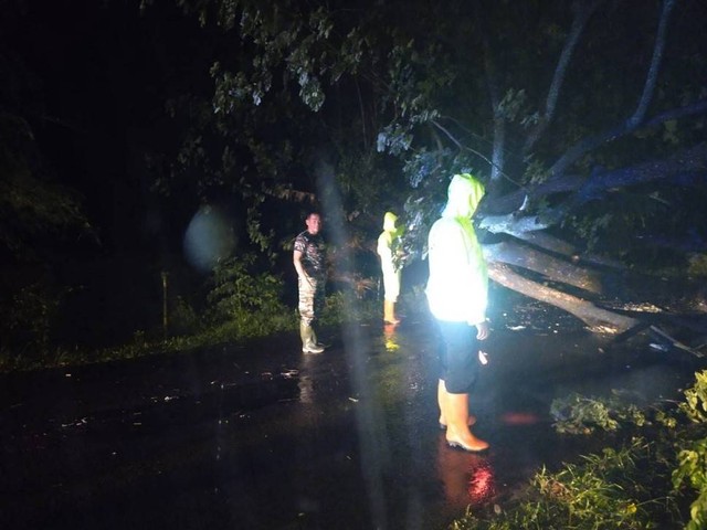 Pohon Tumbang di Ngawi, 2 Orang Tewas dan 2 Terluka