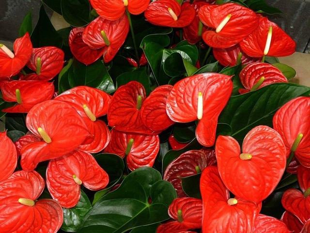 Ilustrasi bunga anthurium termahal. Foto: Pixabay
