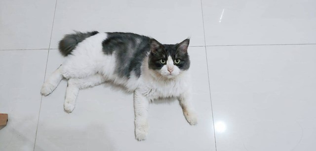 Kucing persia bernama Pooka milik seorang warga asal Batam. Foto: Istimewa