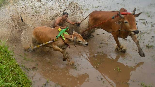 Joki memacu sapinya saat latihan pacu jawi di Nagari Parambahan, Kabupaten Tanah Datar, Sumatera Barat, Sabtu (8/1/2022). Foto: Iggoy el Fitra/ANTARA FOTO