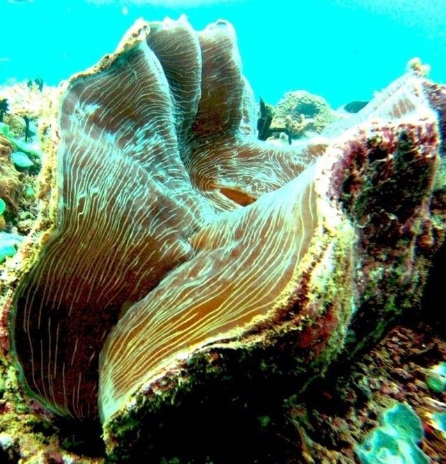 Salah satu spesies kima yang kini berada di taman konsevasi Toli-toli, Konawe. Foto: Dok Rumah Konservasi Kima Taman Laut Toli-Toli.