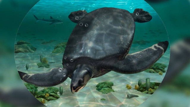 Interpretasi seorang seniman tentang seperti apa penampakan kura-kura Leviathanochelys aenigmatica yang baru ditemukan. Foto: ICRA_Arts