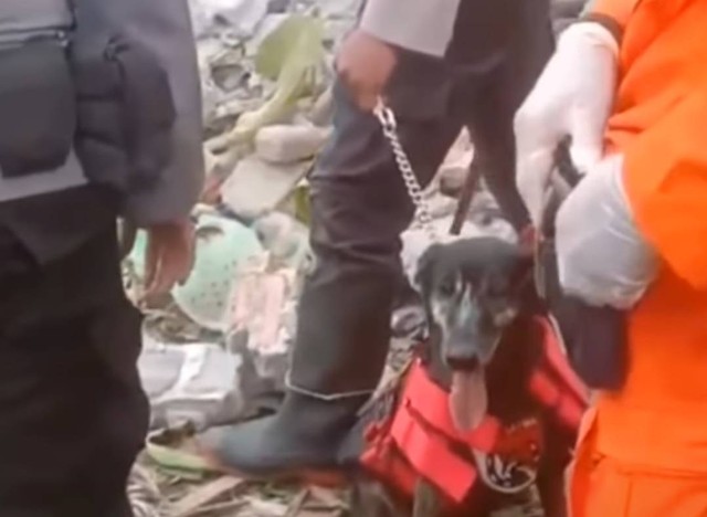 Anjing pelacak dikerahkan untuk evakuasi korban longsor di Gunungkidul. Foto: istimewa