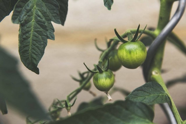 Ilustrasi Aliran Energi pada Sebuah Rantai Makanan, Foto:Unsplash