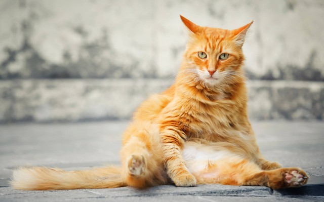 Ilustrasi kucing dengan perut membesar bisa disebabkan karena berbagai faktor. Foto: Unsplash