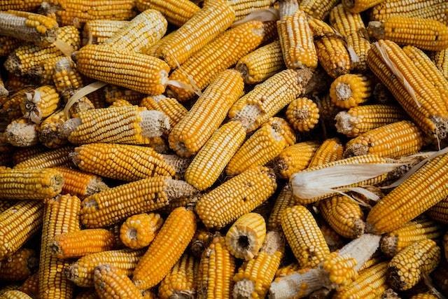 Ilustrasi Ordo dari Spodoptera frugiperda, Hama Tanaman Jagung. Sumber: pexels.com
