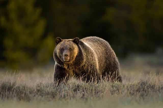Beruang Grizzly. Foto: Shutterstock