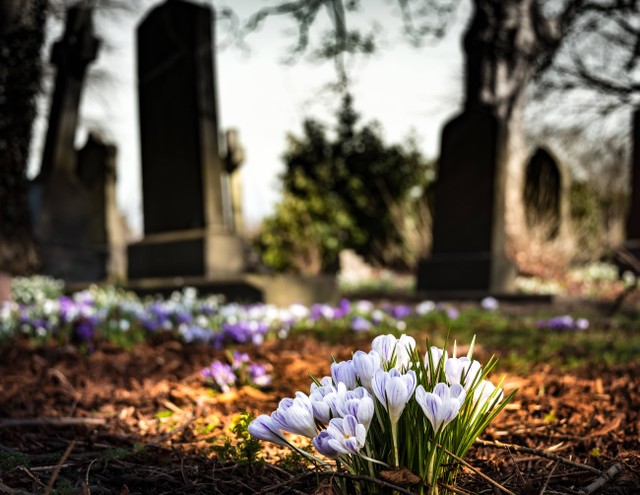 Ilustrasi kuburan, oleh Pixabay: https://www.pexels.com/id-id/foto/ungu-crocus-mekar-selama-siang-hari-161280/
