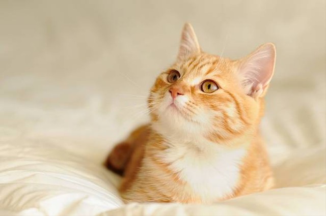 Puisi tentang Kucing Kesayangan yang Penuh Makna, Foto: Unsplash.