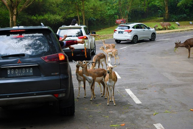 Taman Safari Bogor. Foto: Selsa Artika Ayujawi/Shutterstock