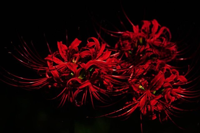 Ilustrasi higanbana yang dijuluki bunga kematian di anime. Foto: Pixabay