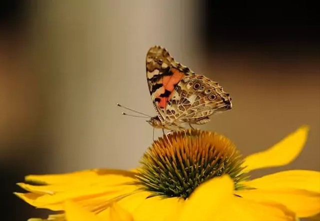 Ilustrasi mitos kupu-kupu masuk rumah. Foto: Pixabay