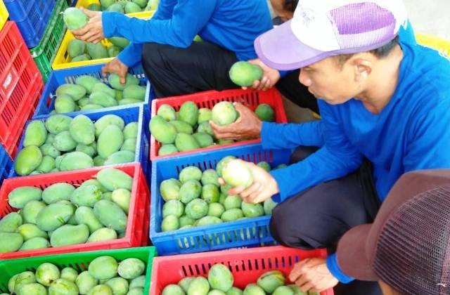 Setelah Rusia, Mangga Gedong Gincu asal Sumedang Bakal Diekspor ke Jepang