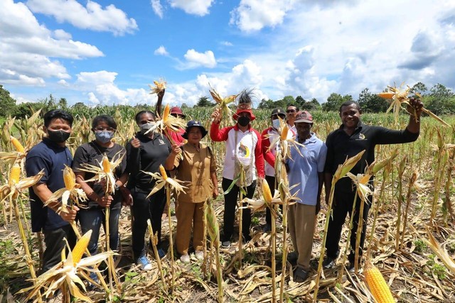 Petani binaan Papua Muda Inspiratif (PMI) melakukan panen jagung di Kampung Yakasib, Distrik Namblong, Kabupaten Jayapura, Provinsi Papua. Foto: Dok. Istimewa