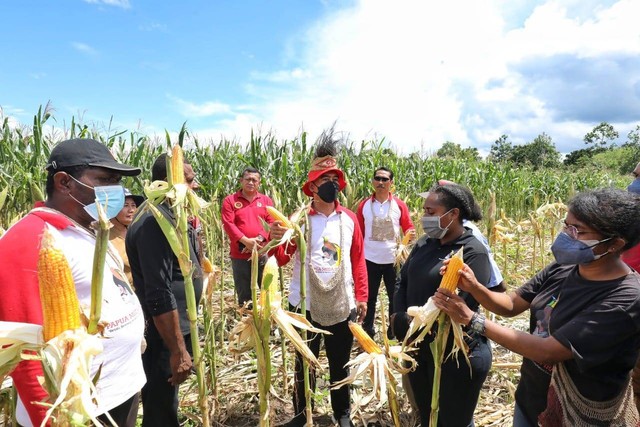 Petani binaan Papua Muda Inspiratif (PMI) melakukan panen jagung di Kampung Yakasib, Distrik Namblong, Kabupaten Jayapura, Provinsi Papua. Foto: Dok. Istimewa