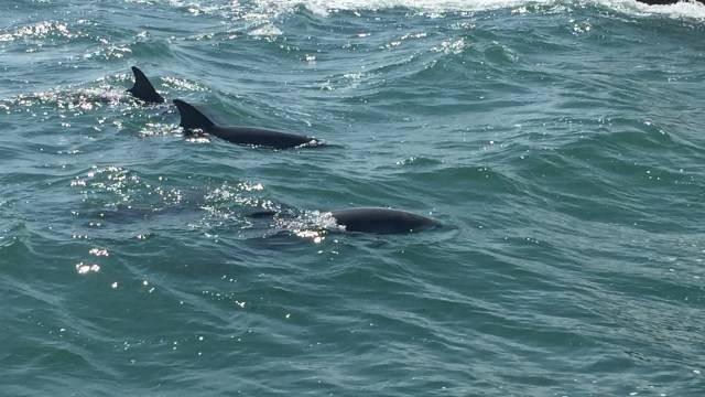 Dua lumba-lumba mendekati kapal wisatawan. Foto: Ahmad Romadoni/kumparan