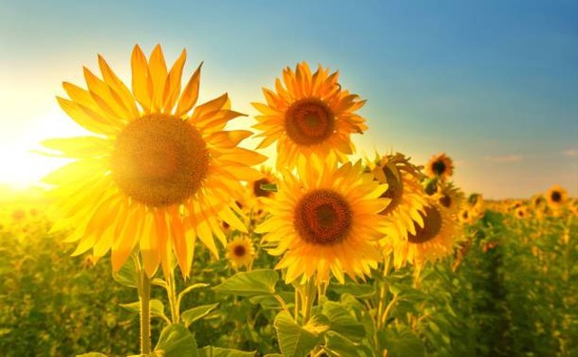 Ilustrasi Kata-Kata tentang Bunga Matahari yang Keren. Foto: Unsplash.