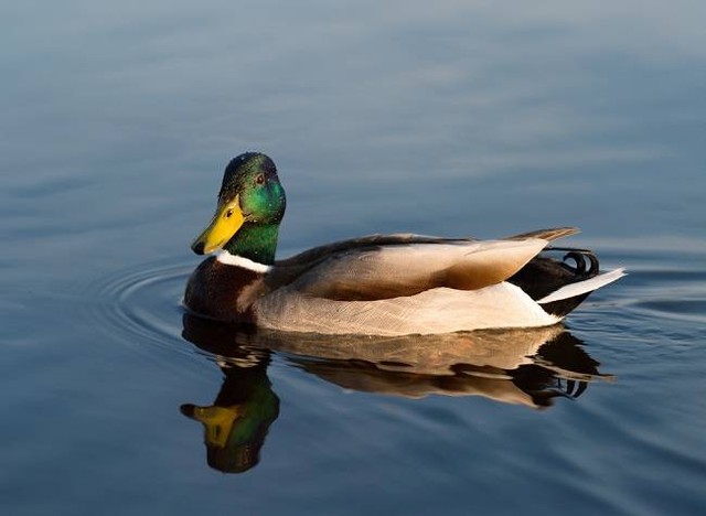 https://www.shutterstock.com/image-photo/birds-animals-wildlife-concept-amazing-mallard-416021665