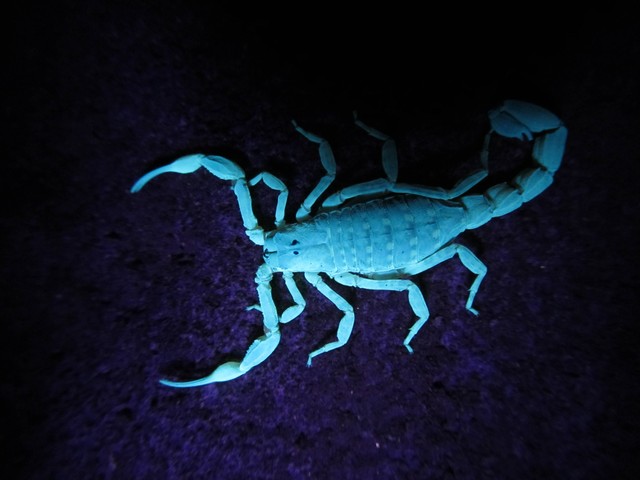 Gambar: Buthidae UV (Foto dok. Cahyo R., Peneliti BRIN/koleksi pribadi).