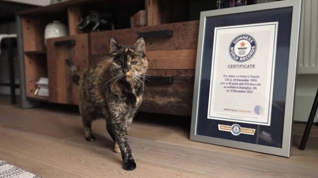 Ini Flossie, kucing tertua di dunia yang usianya setara dengan umur manusia 120 tahun. Foto: Guinness World Records