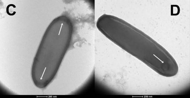 Ilustrasi virus Cedratvirus dan Pithovirus, dia dari tujuh sampel virus yang diisolasi di permafrost. Foto: Jean-Marie Alempic, BioRxiv (2022)