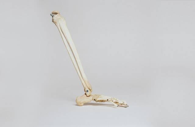 Proses perubahan tulang rawan menjadi tulang keras. Sumber: unsplash.com