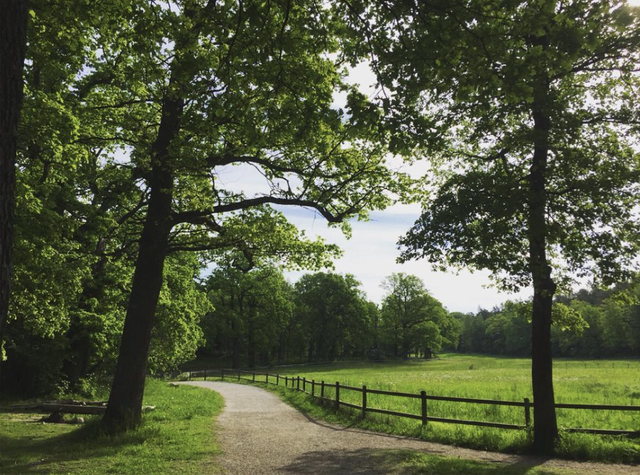 Nyckelviken Nature Reserve, Nacka, Stockholm - Musim Panas, Juni 2021 (Sumber: Dokumentasi pribadi Pythia Sulistyo).