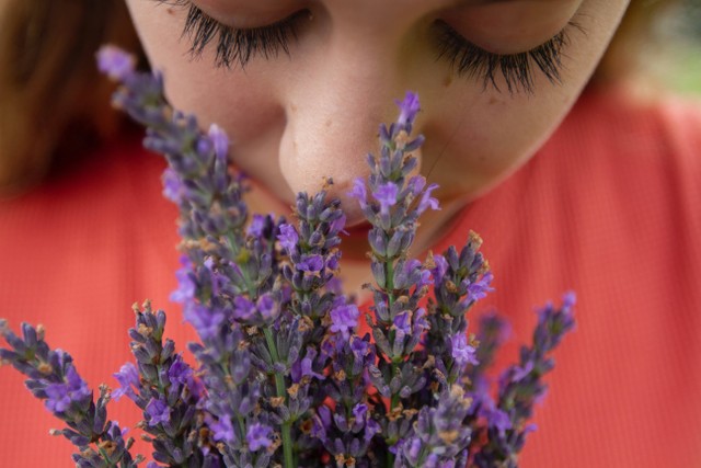 illustrasi "aroma lavender". sumber: unsplash.com