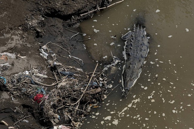 Seekor buaya berenang di samping sampah di Sungai Tarcoles, sungai paling tercemar di Amerika Tengah, San Jose, Kosta Rika, Senin, (21/11/2022). Foto: Ezequiel Becerra/AFP