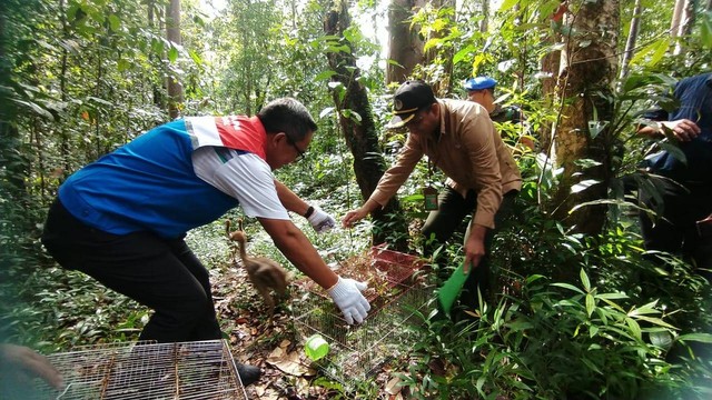 Direktur Utama PT KPI melepasliarkan satwa endemik Papua Barat yang dilindungi, foto: Yanti/BalleoNEWS