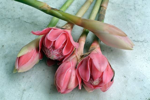 Ilustrasi manfaat bunga kecombrang. Foto: Shutterstock/Azhari Fotolestari