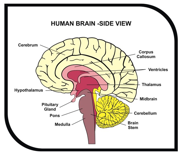 Ilustrasi bagian-bagian otak. Sumber : Shutterstock