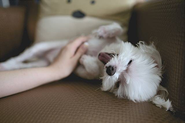 Ilustrasi alasan anjing menggonggong yang harus diketahui oleh pemiliknya, sumber foto nomao saeki on Unsplash