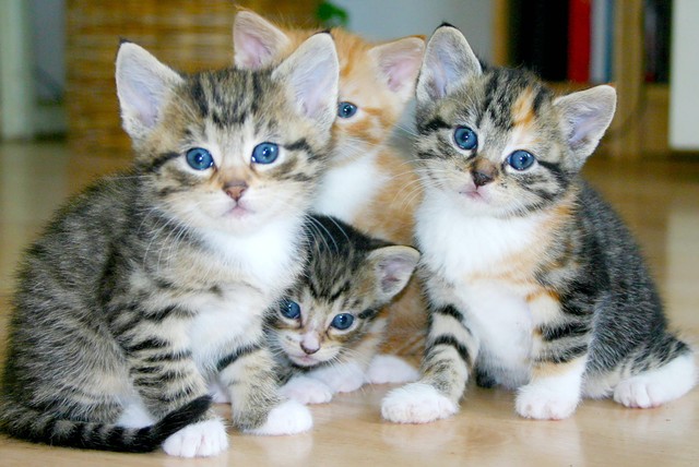 Ilustrasi Kumpulan Rekomendasi Nama Kucing Betina yang Unik (Foto: Ilse Orsel | Unsplash.com)