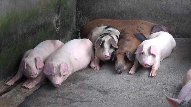 Virus flu babi atau African Swine Fever (ASF) menyebabkan 2.000 ekor babi mati mendadak di Kota Medan. Foto: Dok. Istimewa