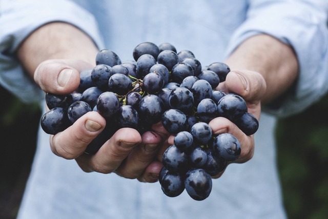 Apa saja manfaat buah anggur untuk kesehatan? Foto: Unsplash