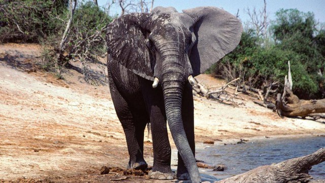 Gajah di pinggir sumber air, Taman Nasional Hwange.