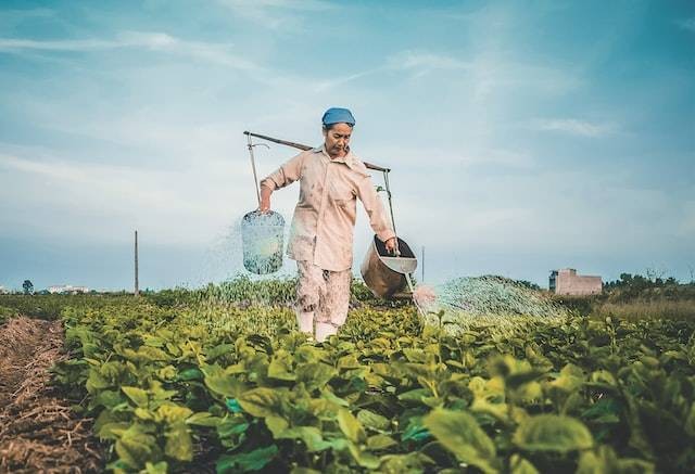 Ilustrasi  syarat tumbuh tanaman palawija., sumber foto Hưng Nguyễn Việt on Unsplash