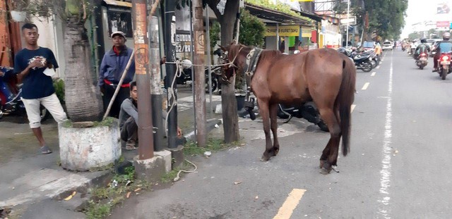 Seekor kuda yang terlibat kecelakaan dengan motor di Yogyakarta, Sabtu (3/12/2022). Foto: Len/Tugu Jogja