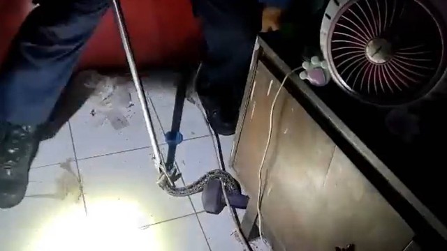 Petugas Damkar menangkap seekor ular di rumah warga di Cakung, Jakarta Timur, Sabtu (3/12/2022). Foto: Twitter/@humasjakfire