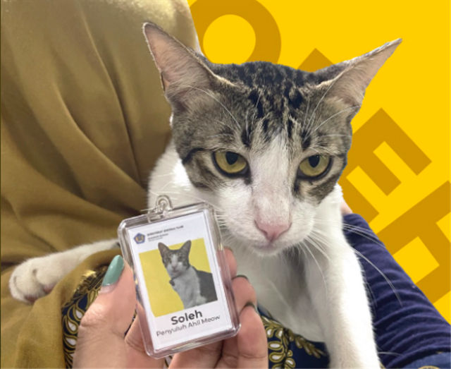 Soleh, kucing di Kantor Pajak Serpong yang diberi kartu identitas layaknya pegawai Ditjen Pajak. Foto: @DitjenPajakRI/twitter.com