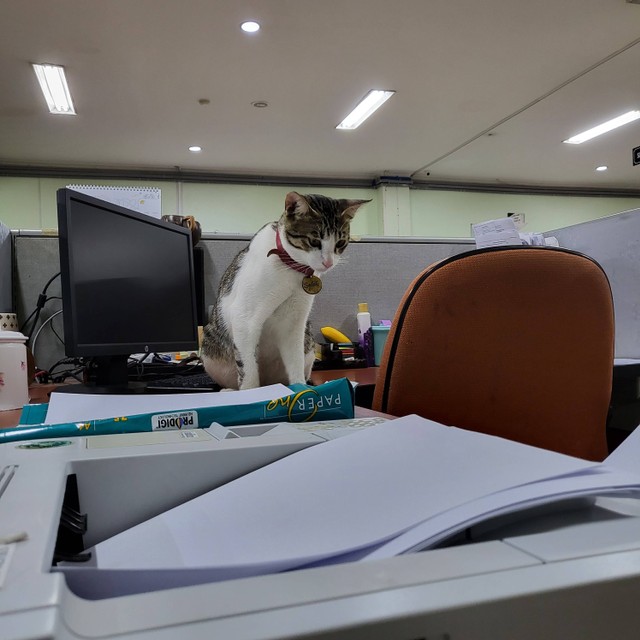 Gaya Soleh, kucing pegawai di Kantor Pajak Serpong di meja kerja. Foto: @DitjenPajakRI/twitter.com