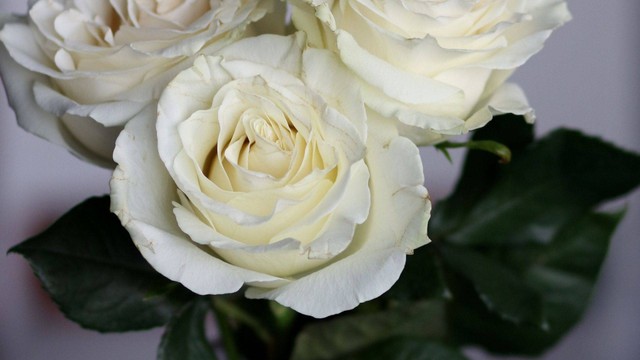 ilustrasi mawar putih. Gambar dari pixabay