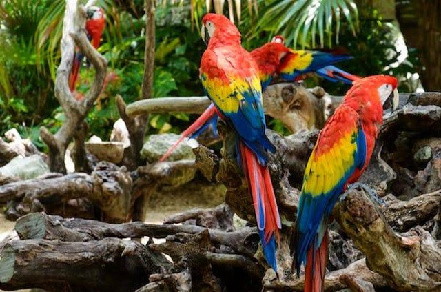 7 Hewan Tercantik di Dunia, Mulai dari Burung Merak hingga Harimau