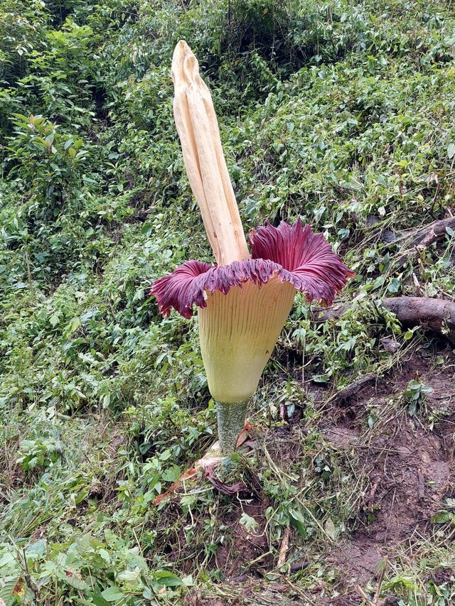 Bunga bangkai raksasa (Amorphophallus titanum) ditemukan mekar di kebun pinang milik warga di kecamatan Palupuh, Kabupaten Agam, Sumatera Barat. Dokumentasi: BKSDA Sumbar